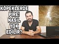 KÖPEKLERDE PİRE SORUNU! PİREYİ NASIL YOK EDERİZ ?