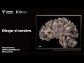 Dibujar el cerebro. Encuentro científico