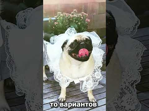 Собачья свадьба! Одежда для животных #shorts #животные #собака