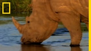 Wild Rhinos | National Geographic