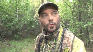 Celebrity Big Brown-Phase Alaskan Black Bear in 2015 Net Worth