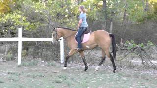 Nemo Beautiful Trot!