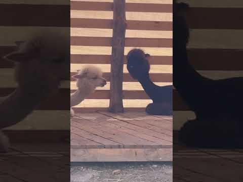 Буся и Брюс 