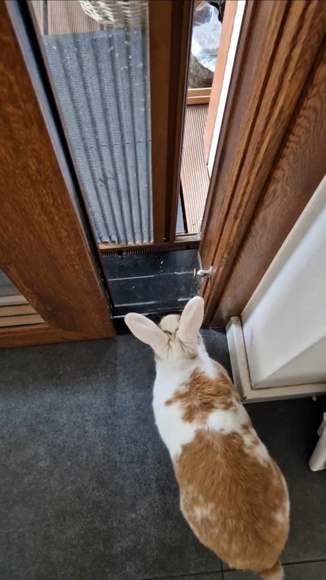 Cute Bunny Says NOPE to 40°C 😂🐰 - YouTube