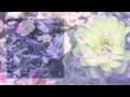 Daughter - (Missed Calls) (Official Lyric Video)