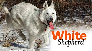 Guardians of Purity: The White Shepherd by Dogmal 247 views 3 weeks ago 2 minutes, 9 seconds