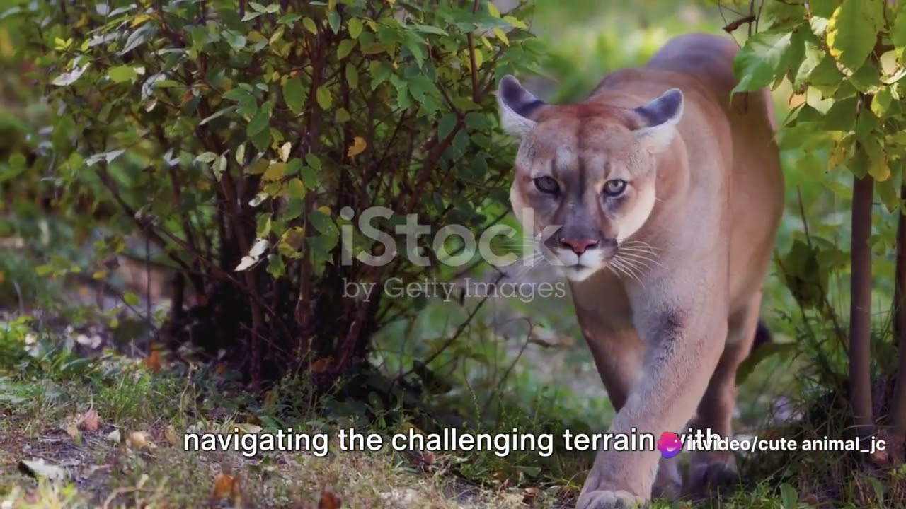 Andean Foxes and Pumas: Peru's Elusive Predators