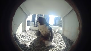 Mercantile Library Falcon Cam (Cincinnati, Ohio)