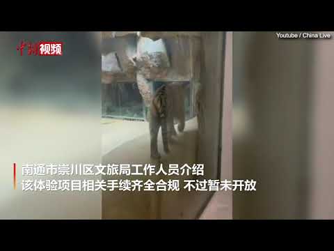 Bizarre hotel room in China displays live tiger behind glass