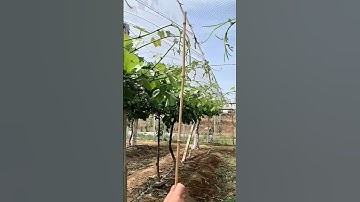 grapes 🍇 vine pruning(it