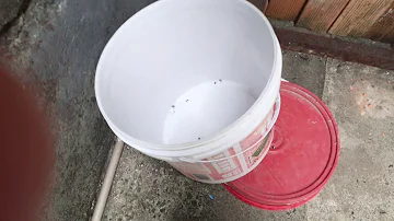 Onde eu posso encontrar uma lagartixa?