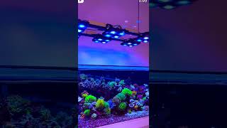 Wwc 500G Tank Crushing It X4 Lighting