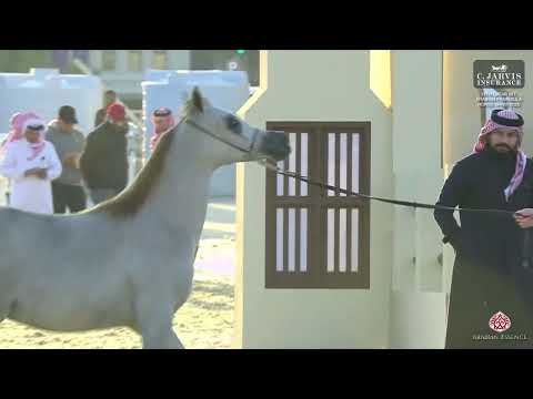 N 5 SAFANA AL HAMAMA 14th Qatar International Arabian Peninsula Horse Show 2025 Yearling Fillies