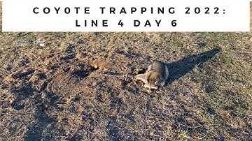 Coyote Trapping 2022:  Line 4 Day 6