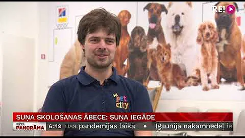 Suņa skološanas ābece: suņa iegāde