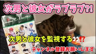 ドS猫の球太 がライブ配信中