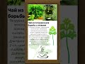 Чай из петрушки для борьбы с отеками. #Shorts #Шортс #Рецепты