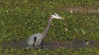 Great Blue Heron Hunt