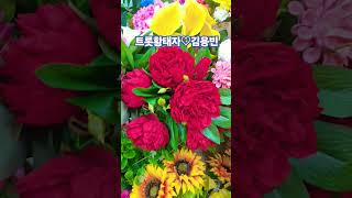 #김용빈프린스 사랑의콜센타 #미스터트롯3진