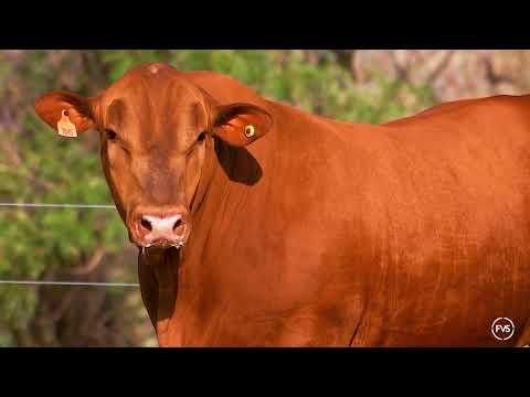 LOTE 27 - ZT 7045