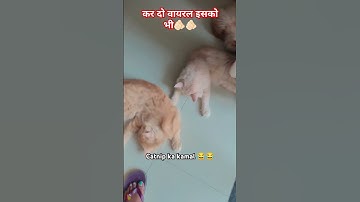 best catnip cat so over excited 😆 #cute #pets #funny #comedy #funnyanimal #animals #kitty #catman