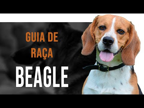 Vídeo: Tudo Sobre Cães Beagle