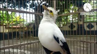 suara G1L4 jalak putih gacor full isian ini sekali TERIAK bikin G3G3R burung jalak satu pasar