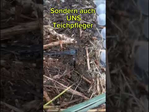 😱 HorrorSchilf! 🌾 d Gewässerpflege geht. 💯Teichpflege HorrorSchilf 