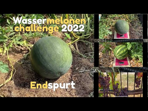 Wassermelonen im Freiland anbauen. Gepflanzt und vergessen, trozdem 4 kg Marke geknackt.