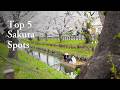 Tokyo's Top 5 Cherry Blossom Neighborhoods