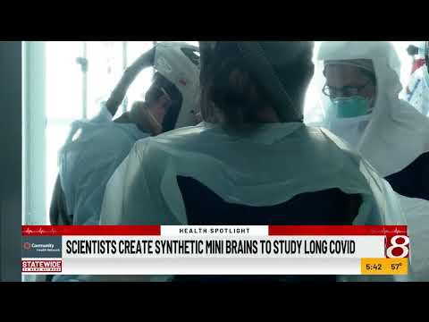 Health Spotlight: Scientists create synthetic mini brains to study long COVID