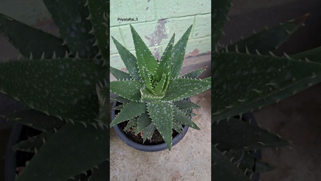 Beautiful Aloe plant 