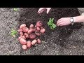 Quick Sarpo Mira Container Grown Potato Harvest Reveal.