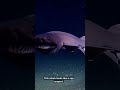 The 10 Deep Sea CREATURES that DEFY BELIEF!!😳😮