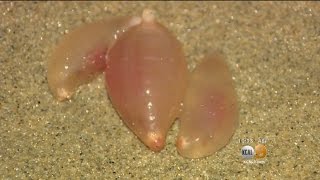 Expert: Mysterious Jelly Creatures Washed Ashore In Huntington Beach Most Likely Species of Sea Cucu