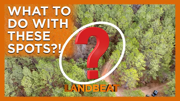 Creating Wildlife Openings On Your Property! 🦌🦃