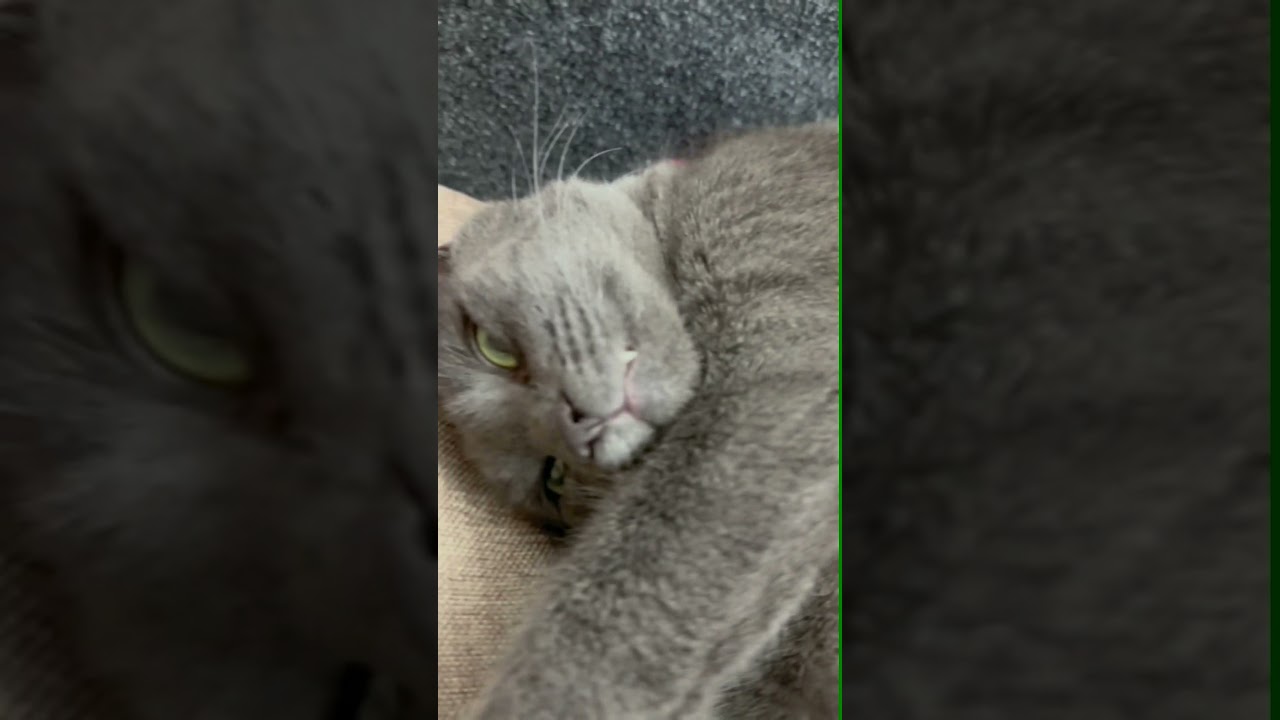 Funny Russian Blue Cat 🤩 