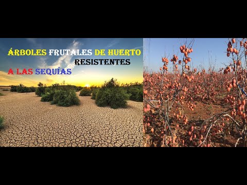 Vídeo: Zone 4 Damasqueiros - Cultivo de Damasqueiros Resistentes ao Frio