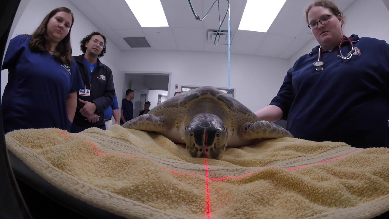 Green Sea Turtle CT Scan - YouTube