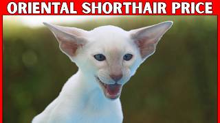 Oriental Shorthair Cat Price | How Much Does an Oriental Shorthair Cost?
