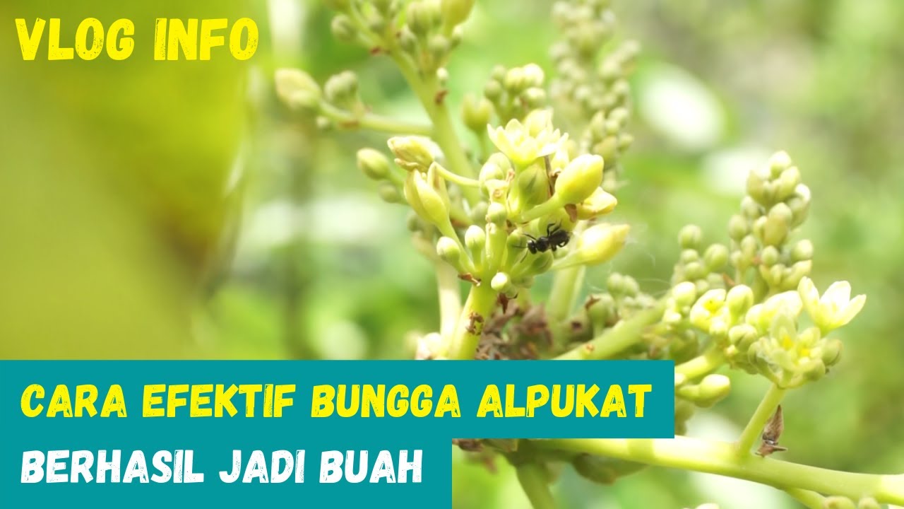 ✔Jitu Atasi Kerontokan bunga Alpukat  [Vlog Info]