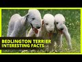 BEDLINGTON TERRIER | Interesting facts you might not know about the Bedlington Terrier