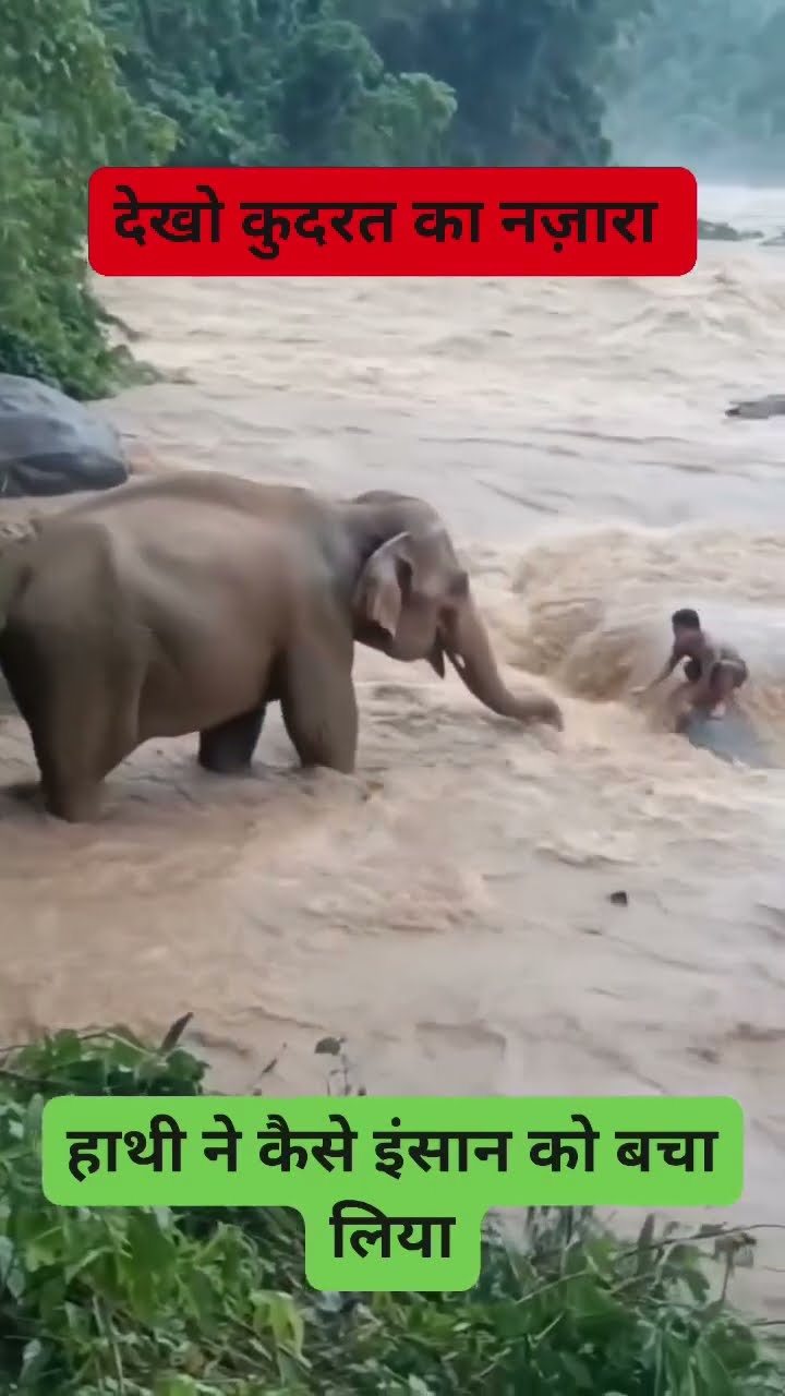 The Most Heartwarming Elephant Rescue You Will Ever See 🥺🐘 #shorts #trending #hero