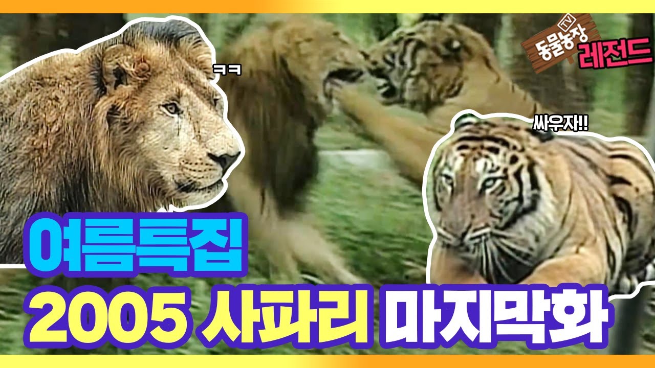 Tv 동물농장 레전드] 🌊여름특집🌊 '2005 사파리' 다시보기 Ep.5 마지막화 I Tv동물농장 (Animal Farm) |  Sbs Story - Youtube