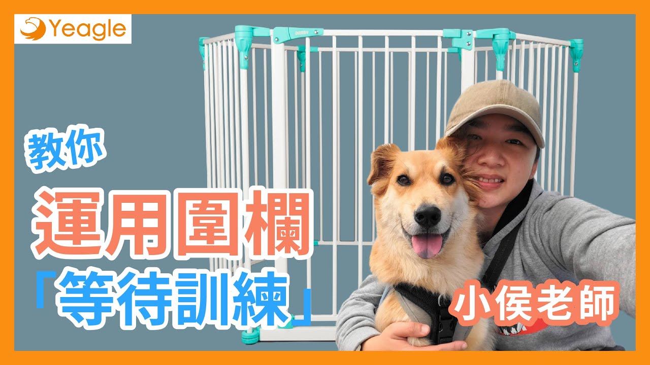 【Yeagle寵物安全小學堂】寵物圍欄這樣用！教狗狗等待訓練｜有狗真好Life with Dogs狗狗訓練教室｜ABRA寵物訓練師小侯