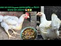 ওজন কত হলো Organic ব্রয়লার মুরগির ৬০ দিনে??🐔😋✅