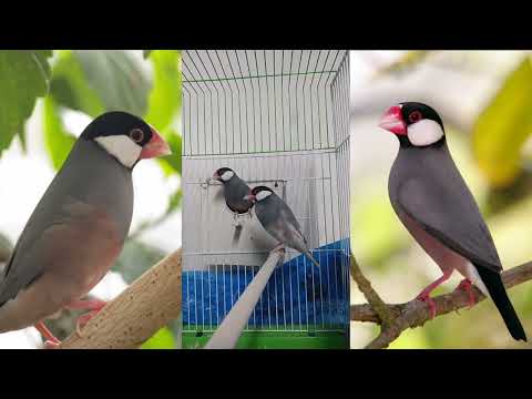 chante padda de java