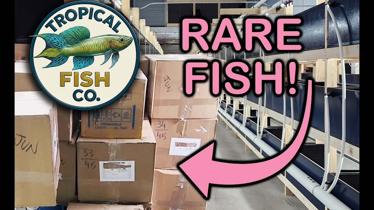 Новая партия рыбы из Бразилии – редкие виды плекостомусов, тетр и коридорасов.