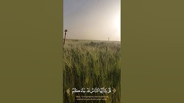 آيات من سورة يونس مع القارئ أحمد خضر 🌾