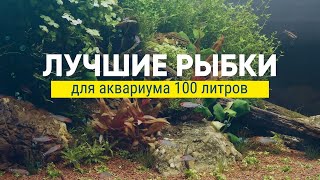 Топ рыбок для аквариума 100 литров